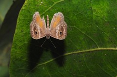 Perophthalma tullius