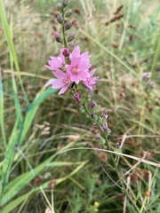 Sidalcea nelsoniana