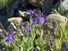 Veronica copelandii