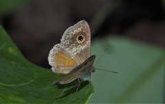 Perophthalma tullius