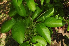 Vangueria madagascariensis