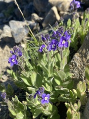 Veronica copelandii