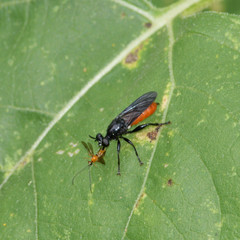 Lampria bicolor