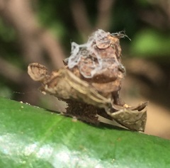 Pagodiella