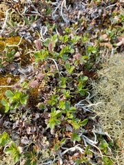 Salix tschuktschorum