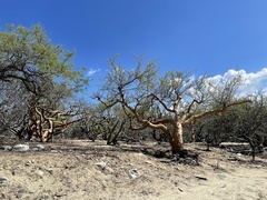 Bursera exequielii