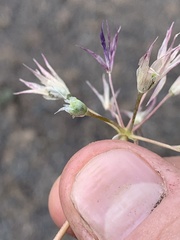 Allium atrorubens
