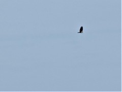 Haliaeetus leucocephalus leucocephalus