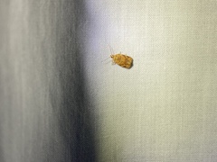 Sparganothis sulfureana