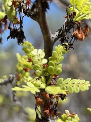 Bursera exequielii