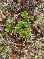 Salix tschuktschorum