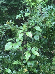Rubus argutus