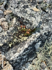 Androsace ochotensis