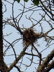 Pitangus sulphuratus