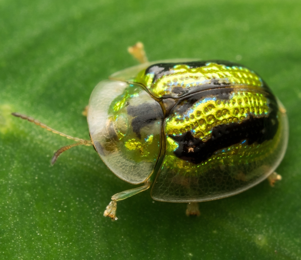 Green Tortoise Beetle