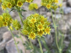 Ivesia gordonii