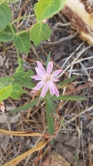 Stephanomeria lactucina