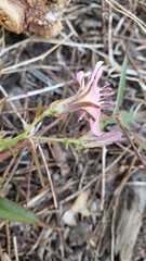 Stephanomeria lactucina