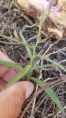 Stephanomeria lactucina