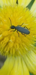 Epicauta atrata
