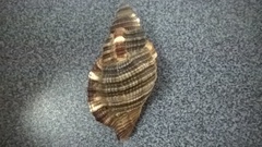 Monoplex pilearis