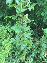 Rubus argutus