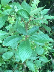 Rubus argutus