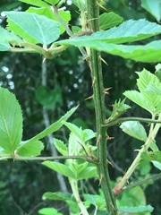 Rubus argutus