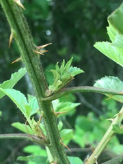 Rubus argutus
