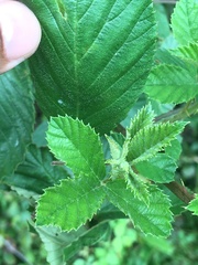 Rubus argutus