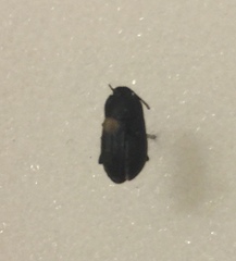 Dermestes