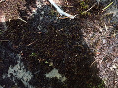 Schistidium rivulare