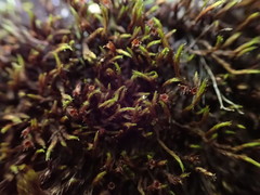 Schistidium rivulare