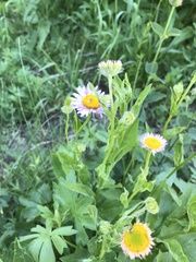 Erigeron aliceae