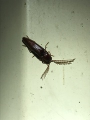 Dicrepidius palmatus