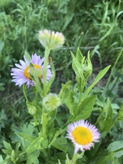Erigeron aliceae