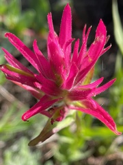 Castilleja lemmonii