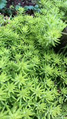 Sedum mexicanum