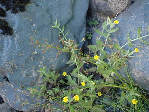 Erythranthe ptilota (Erythranthe ptilota)