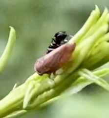 Agallia quadripunctata