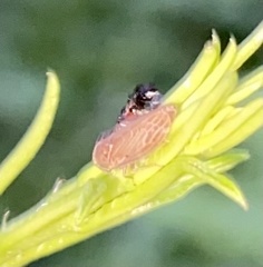 Agallia quadripunctata