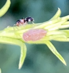 Agallia quadripunctata