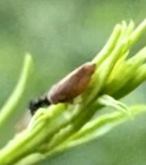 Agallia quadripunctata