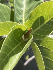 Ficus petiolaris palmeri