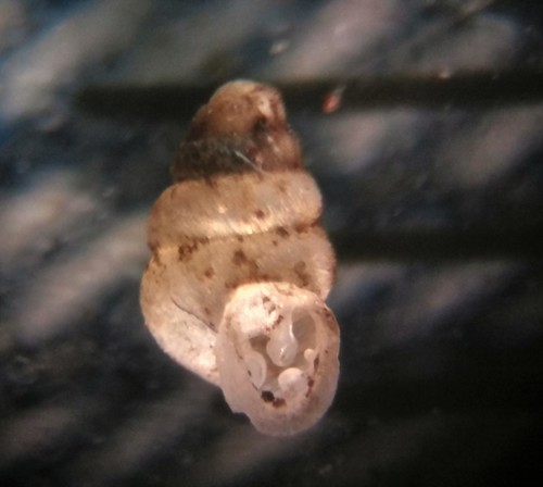 taxonomy_inaturalist image for Gastrocopta contracta