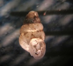 Gastrocopta contracta