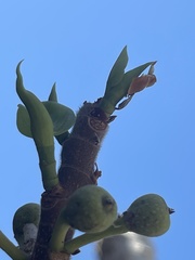 Ficus petiolaris palmeri