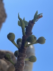 Ficus petiolaris palmeri