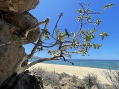 Ficus petiolaris palmeri
