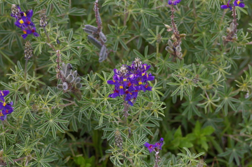 qera (Lupinus paniculatus)
